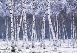 冬季的雪景树木高清电脑桌面壁纸