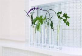 绿色盆栽清新植物高清电脑桌面壁纸图片下载