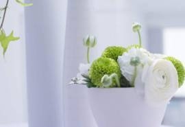 室内花卉护眼盆栽唯美植物桌面壁纸下载