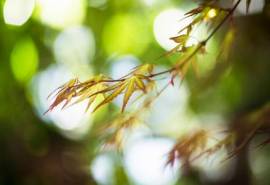 精选微距下的绿色叶子植物壁纸第一辑