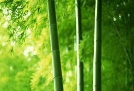 宁静的竹林之美风景桌面壁纸