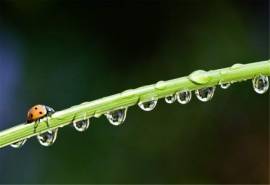 高清雨水雨后清新绿叶水滴护眼高清桌面壁纸图片下载