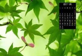 2017年1月绿色的枫树叶风景桌面日历壁纸