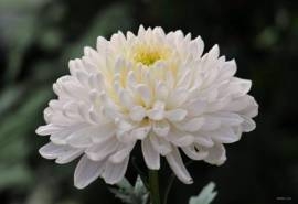 唯美菊花摄影图片桌面壁纸
