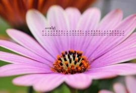 2017年1月日历清新淡雅的菊花高清桌面日历壁纸