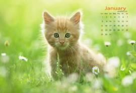 2017年1月可爱动物萌宠日历壁纸