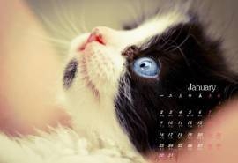 2017年1月喵星人动物小清新高清桌面日历壁纸