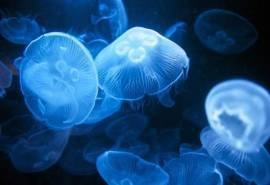 美丽海洋精灵水母高清桌面壁纸
