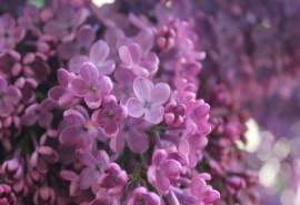 高清丁香花高清花卉桌面壁纸图片
