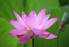 唯美荷花高清桌面壁纸