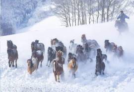 唯美雪地疾驰马群高清桌面壁纸图片