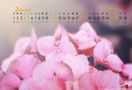 2017年2月春天里的花朵唯美高清桌面日历壁纸