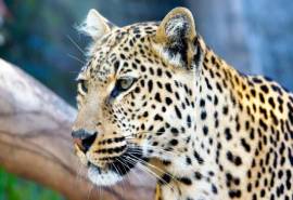 野生猎豹图片高清桌面壁纸