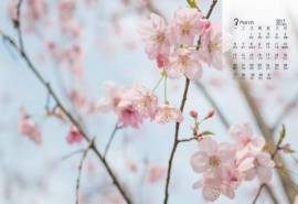 2017年3月梅花日历壁纸