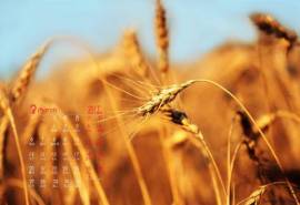 2017年3月金黄的麦田高清桌面日历壁纸