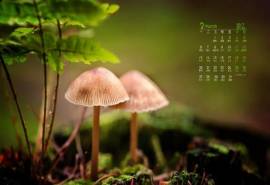 高清2022年3月唯美卡爱真菌小蘑菇日历壁纸第二辑