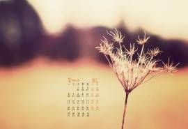2017年3月唯美清新植物蒲公英日历壁纸