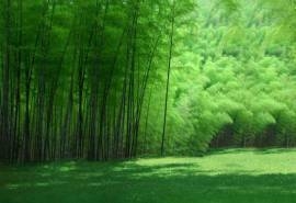 绿色竹林背景墙高清桌面壁纸