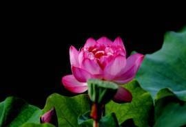 荷花图片