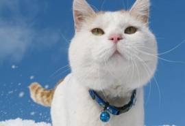 可爱动物猫咪呆萌高清桌面壁纸