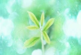 唯美树叶高清植物桌面壁纸下载