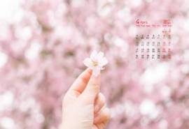 2017年4月唯美樱花日历壁纸