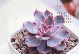 2017年4月小清新多肉盆栽植物唯美日历壁纸