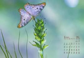 2017年4月彩色蝴蝶花朵唯美意境日历壁纸