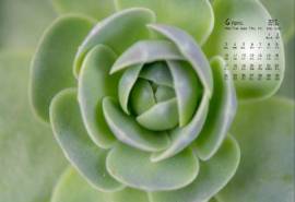 2017年4月多肉绿色植物日历壁纸