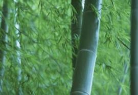 清新唯美竹林高清自然风光护眼桌面壁纸