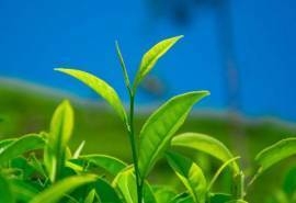 小清新绿色护眼植物高清树叶桌面壁纸