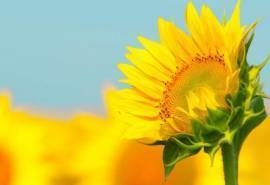高清晰金色太阳花向日葵电脑壁纸