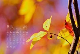 2017年5月小清醒叶子桌面日历壁纸