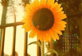 2017年5月向日葵风景电脑桌面日历壁纸