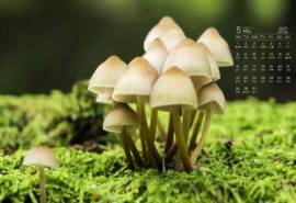 高清2022年5月清新小蘑菇日历壁纸