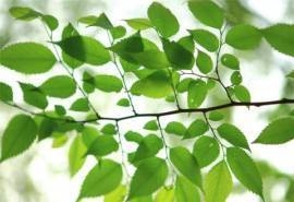 茂盛的树叶高清桌面壁纸