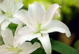 冰清玉润百合花微距摄影