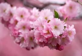 烂漫的樱花高清唯美桌面壁纸