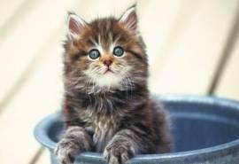 高清超可爱萌宠小奶猫唯美高清桌面壁纸