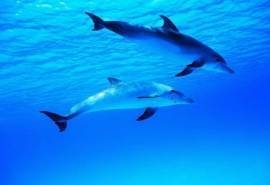 蓝色海洋海底世界动物桌面壁纸