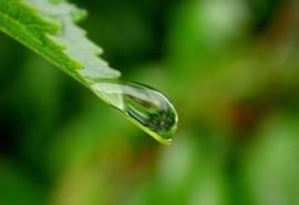 绿色树叶上的小水滴高清电脑桌面壁纸