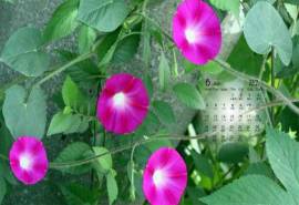 2017年6月好看的牵牛花高清电脑桌面日历壁纸