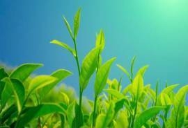 鲜嫩翠绿的茶树叶绿色高清桌面壁纸