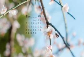 2017年6月唯美好看的樱花高清电脑桌面日历壁纸