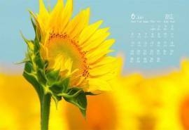 2017年6月金的向日葵桌面日历壁纸