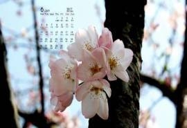 2017年6月唯美樱花摄影高清日历壁纸