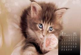 2017年6月萌死人不偿命的花猫高清日历壁纸