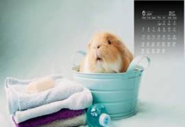 2017年6月仓鼠可爱呆萌高清桌面壁纸