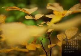 2017年6月枯黄的树叶意境摄影日历壁纸