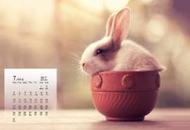 2017年7月可爱萌宠小兔子唯美意境高清日历壁纸